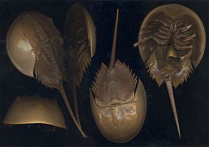 Archivo:Limulus polyphemus