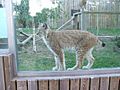 Lince vigozoo