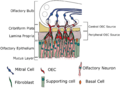 Location of olfactory ensheathing cells (OECs) within the olfactory system