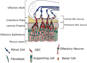 Archivo:Location of olfactory ensheathing cells (OECs) within the olfactory system
