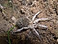 Lycosa Tarantula