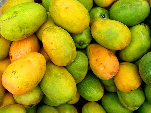 Mangifera indica (Manguier 4)