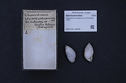 Naturalis Biodiversity Center - RMNH.MOL.266490 - Plagiodontes patagonicus (D'Orbigny, 1835) - Odontostomidae - Mollusc shell.jpeg
