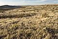 Northwestern Cedar Mountains - Flickr - aspidoscelis (7)