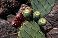 Opuntia Engelmannii 7027