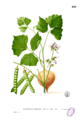 Pachyrhizus erosus Blanco2.249