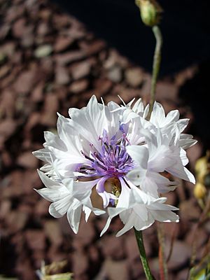 Archivo:Pale Centaurea cyanus flowers