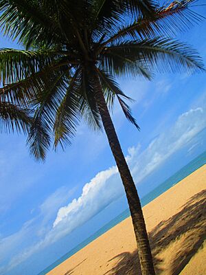 Archivo:Palm tree on a beach in Lagos with sand and a beautiful sea