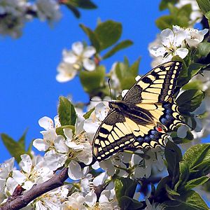 Archivo:Papilio machaon01
