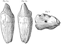 Archivo:Paraceratherium bugtiense incisors