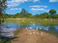 Parque Nacional Tinfunqué Chaco Paraguay zona inundada laguna pantano