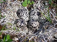 Archivo:Pluvialis dominica eggs and nest