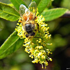 Archivo:Pollen Dusted Bee & Blooming Willow (Salix caroliniana) (6738986329)