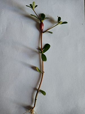 Archivo:Portulaca oleracea en fondo blanco