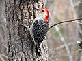 Red-bellied Woodpecker-27527-3
