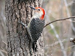 Red-bellied Woodpecker-27527-3.jpg