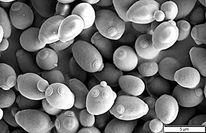 Archivo:Saccharomyces cerevisiae SEM