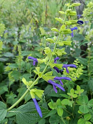 Archivo:Salvia mexicana - Familia Lamiaceae