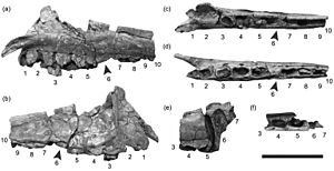 Archivo:Sinosaurus maxilla