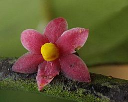 Sirdavidia solannona Couvreur & Sauquet (staminate flower).jpg