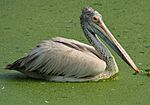 Spot-billed Pelican (Pelecanus philippensis) at Uppalapadu in AP W IMG 3456.jpg