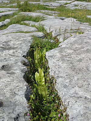 Archivo:The Burren (2002)