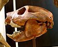 Thylacoleo carnifex 1