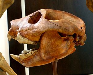 Archivo:Thylacoleo carnifex 1