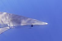 Tiburón azul (Prionace glauca), canal Fayal-Pico, islas Azores, Portugal, 2020-07-27, DD 36