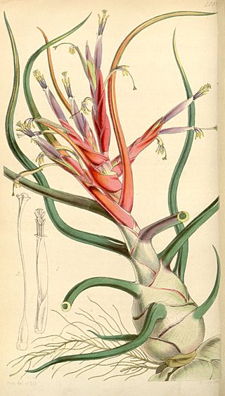 Tillandsia bulbosa - Curtis vol. 73 (ser. 3 no. 3) (1847) pl. 4288.jpg