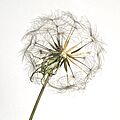 Tragopogon-pjt2