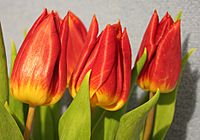 Archivo:Tulpen