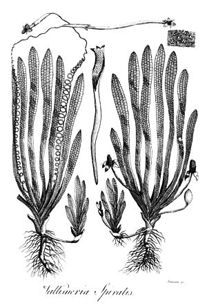 Archivo:Vallisneria spiralis Erasmus Darwin 1789
