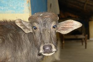 Archivo:Water buffalo calf, India