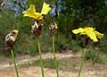 Xyris bracteata, Xyris bracteata, Xyris gracilis, Xyris gracilis (11961051376) (cropped)