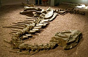 Archivo:Yangchuanosaurus shangyouensis
