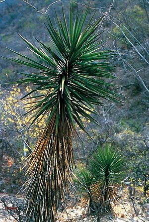Archivo:Yucca capensis fh 0618 Baja California Sur BB