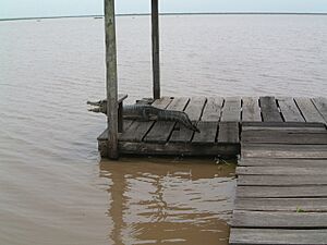 Archivo:2006.11.23 23 Yacaré Río Pilcomayo Argentina