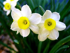 Archivo:A Perfect Pair Daffodills (Narcissus) - 8