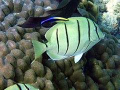 Acanthurus triostegus and Labroides phthirophagus
