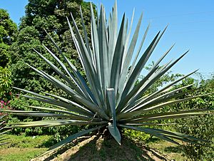 Archivo:Agave tequilana 2