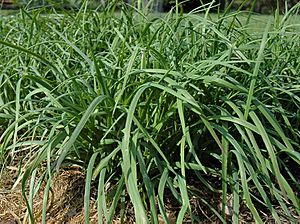 Archivo:Allium tuberosum by Taraxacumseeds 01