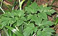 Angelica keiskei leaves
