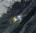 Annenkov Island