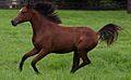 Arabian Simeon Stud 01