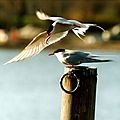 Arctic terns