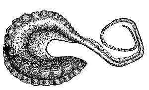Archivo:Argonauta bottgeri hectocotylus-2