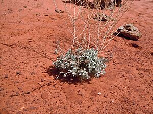 Archivo:Artemisia bigelovii — Matt Lavin 020