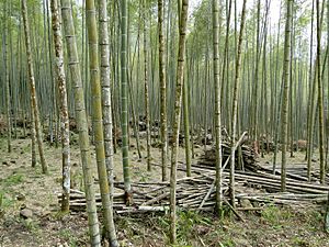Archivo:Bamboo forest, Taiwan