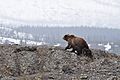 Bear family in Yellowstone (Unsplash)